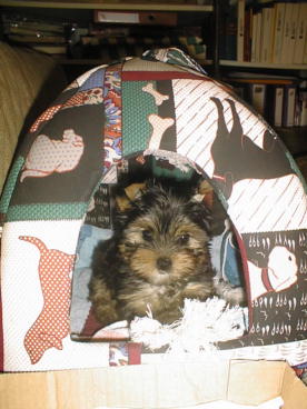 Gizmo15.jpg (27588 Byte)